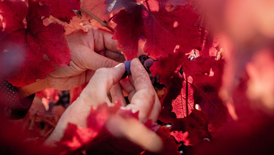 Concha y Toro celebra día del carmenere repasando los principales hitos de su cosecha e historia