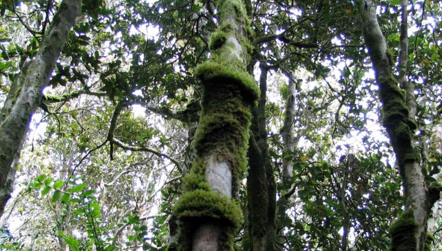 Los parques nacionales que permanecerán cerrados este fin de semana ante alerta de altas temperaturas