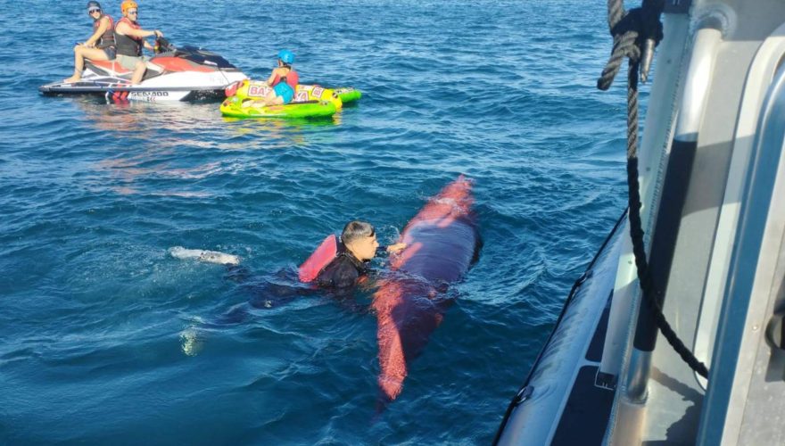 Encontraron el kayak: lo que se sabe de la joven desaparecida en el Lago Villarrica