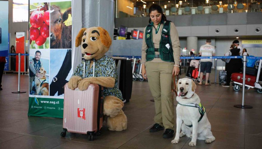 A raíz del caso de conocida influencer: qué dice la ley sobre el traslado de mascotas en aviones