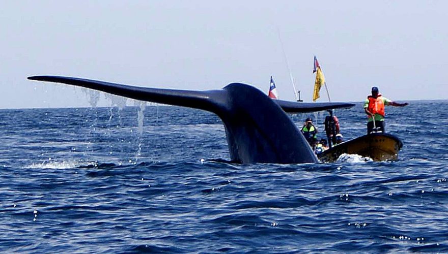 VIDEO – “Pensé que me había comido”: kayakista tragado por una ballena en Chile relató su increíble experiencia